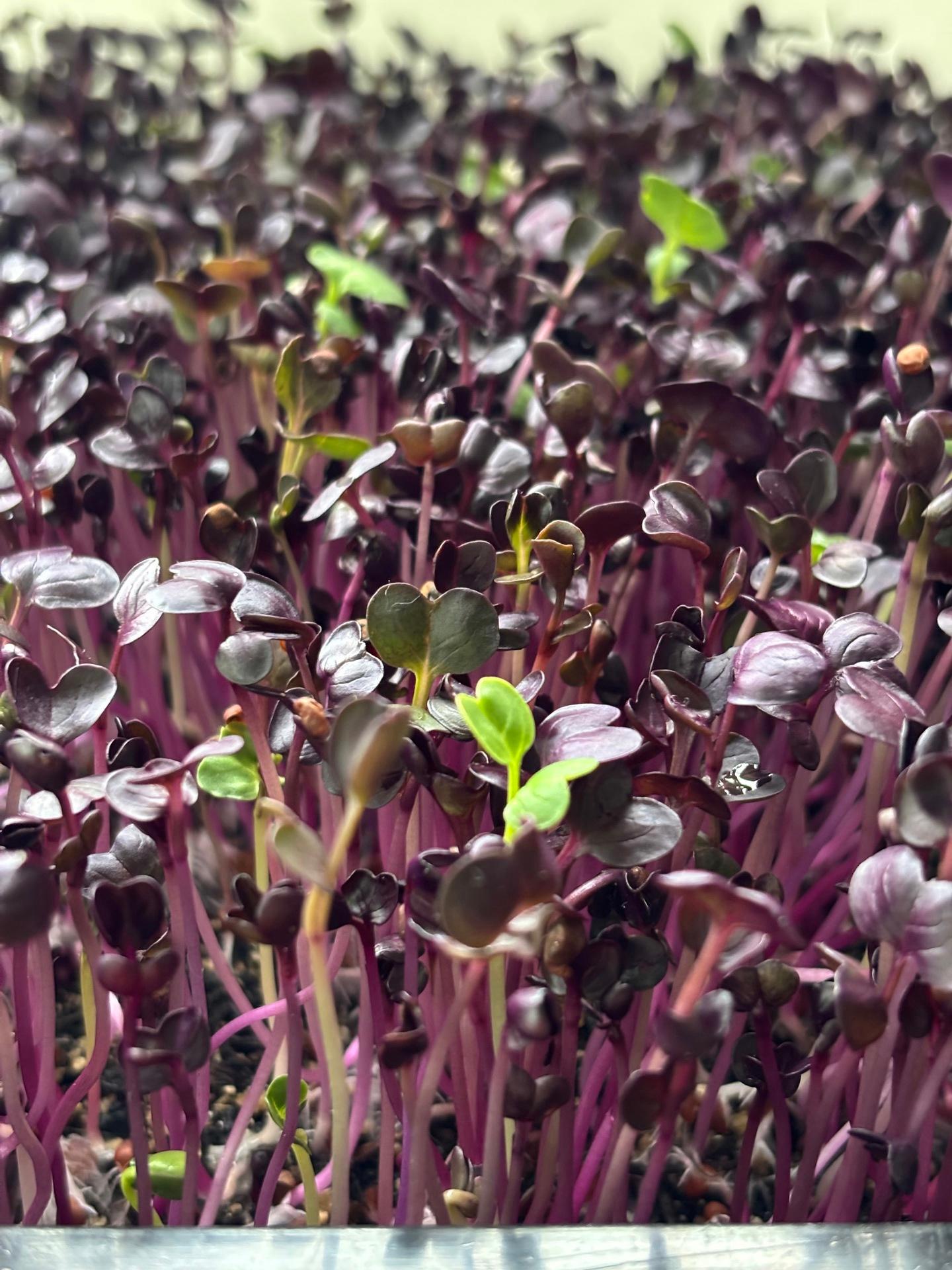 Taw Valley Microgreens